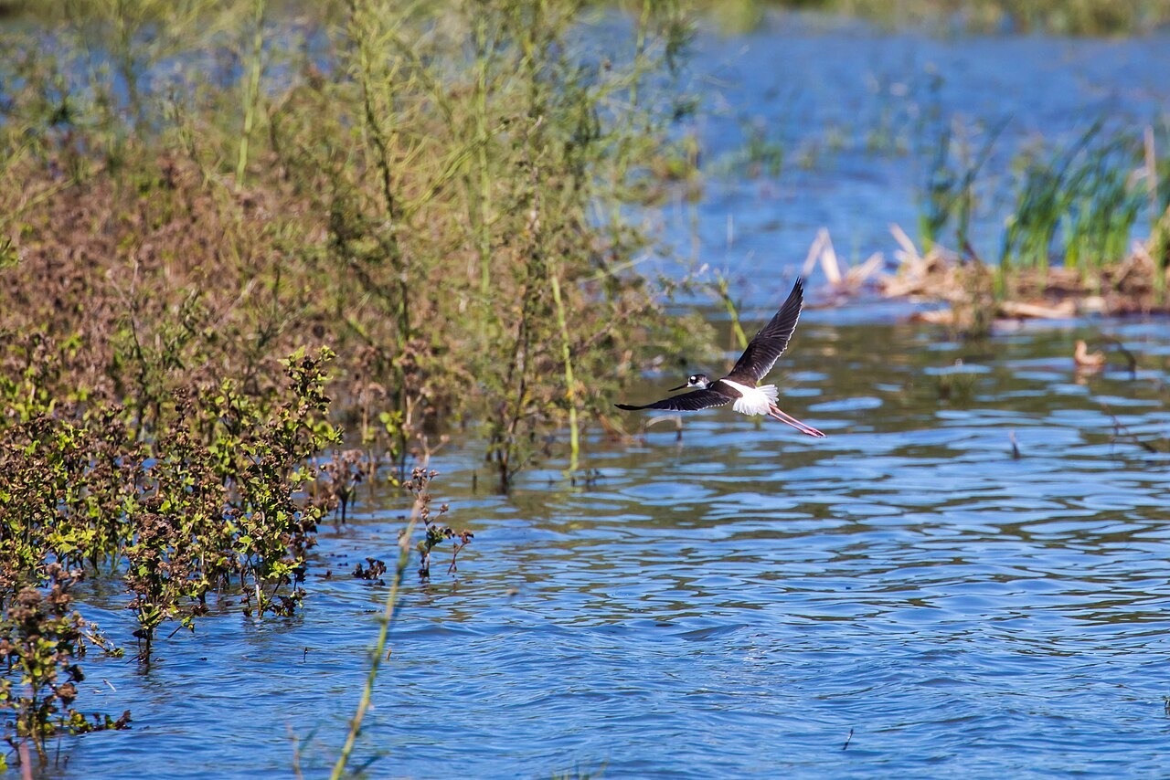 File photo: File photograph of a black-necked stilt flying over wetland habitat at Santa Ana National Wildlife Refuge. Illustrative context; not a photograph of the reported event.